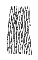 Eurhynchium pulchellum, mid laminal cells adjacent to margin of stem leaf. Drawn from P.J. Brownsey s.n., 5 Feb. 1997, WELT M0032083.
 Image: R.C. Wagstaff © Landcare Research 2019 CC BY 3.0 NZ